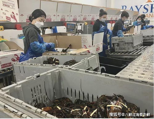 从大西洋渔船到运输机层层把关 注重食品安全的加拿大活龙虾